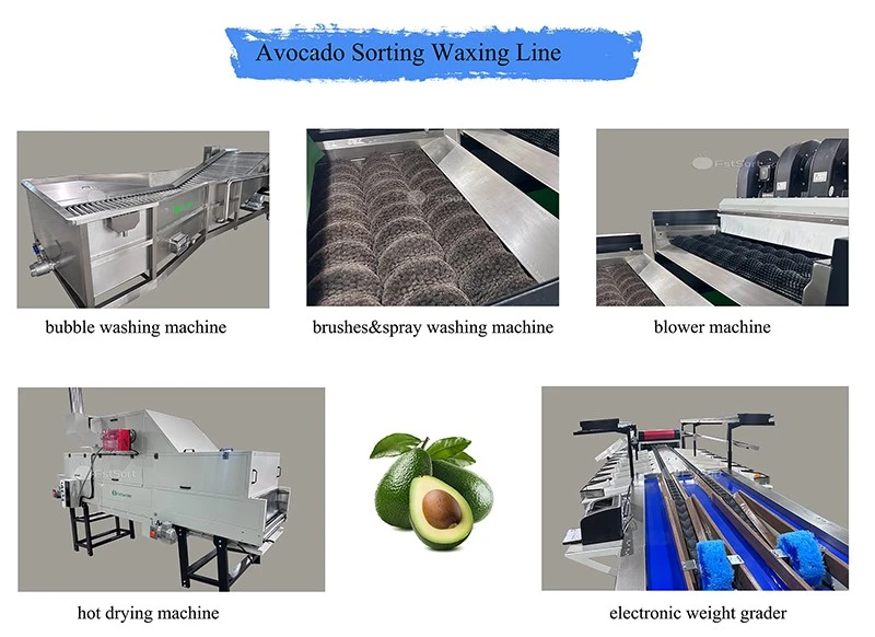 avocado sorting grading line